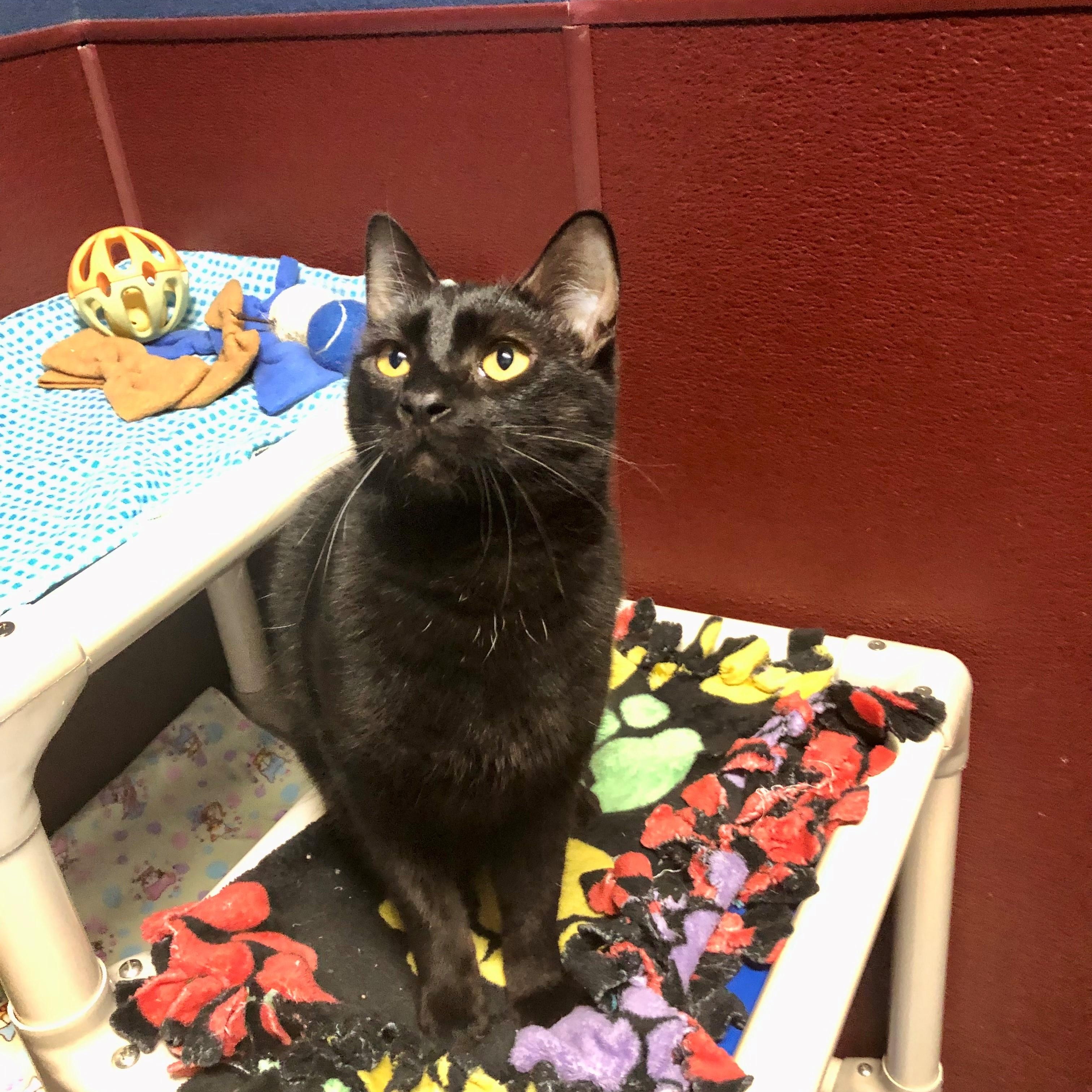 Enlarge Raven, a Adoptable Domestic Short Hair in Lodi, CA image 5/5
