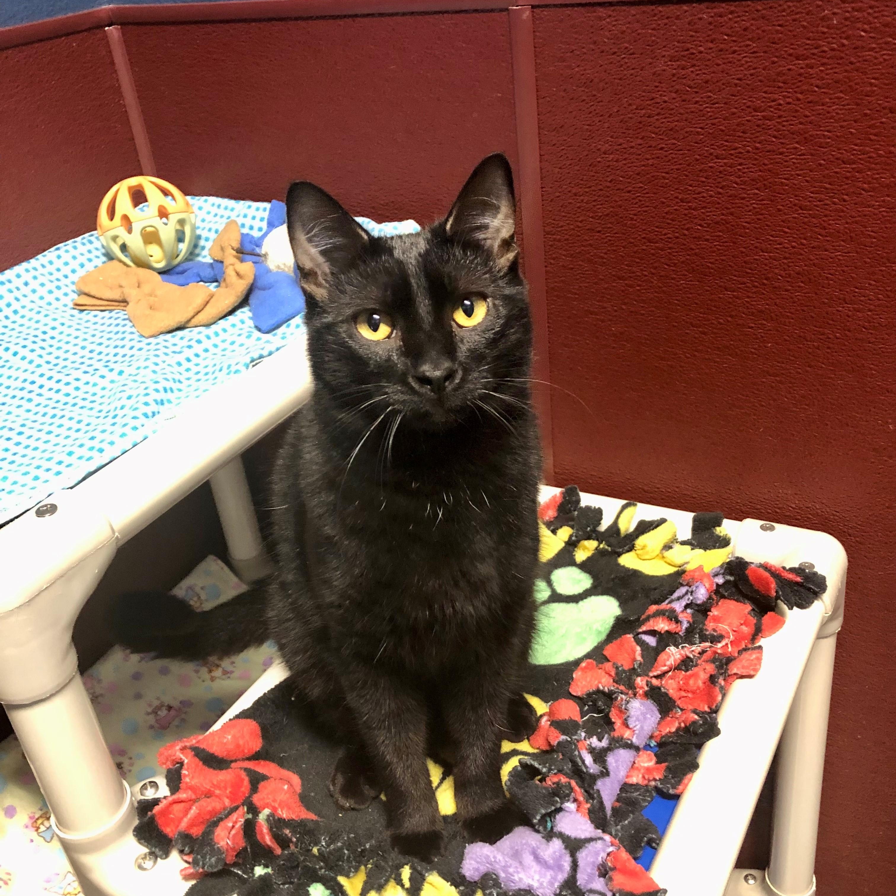 Raven, Adoptable, Young Male Domestic Short Hair.