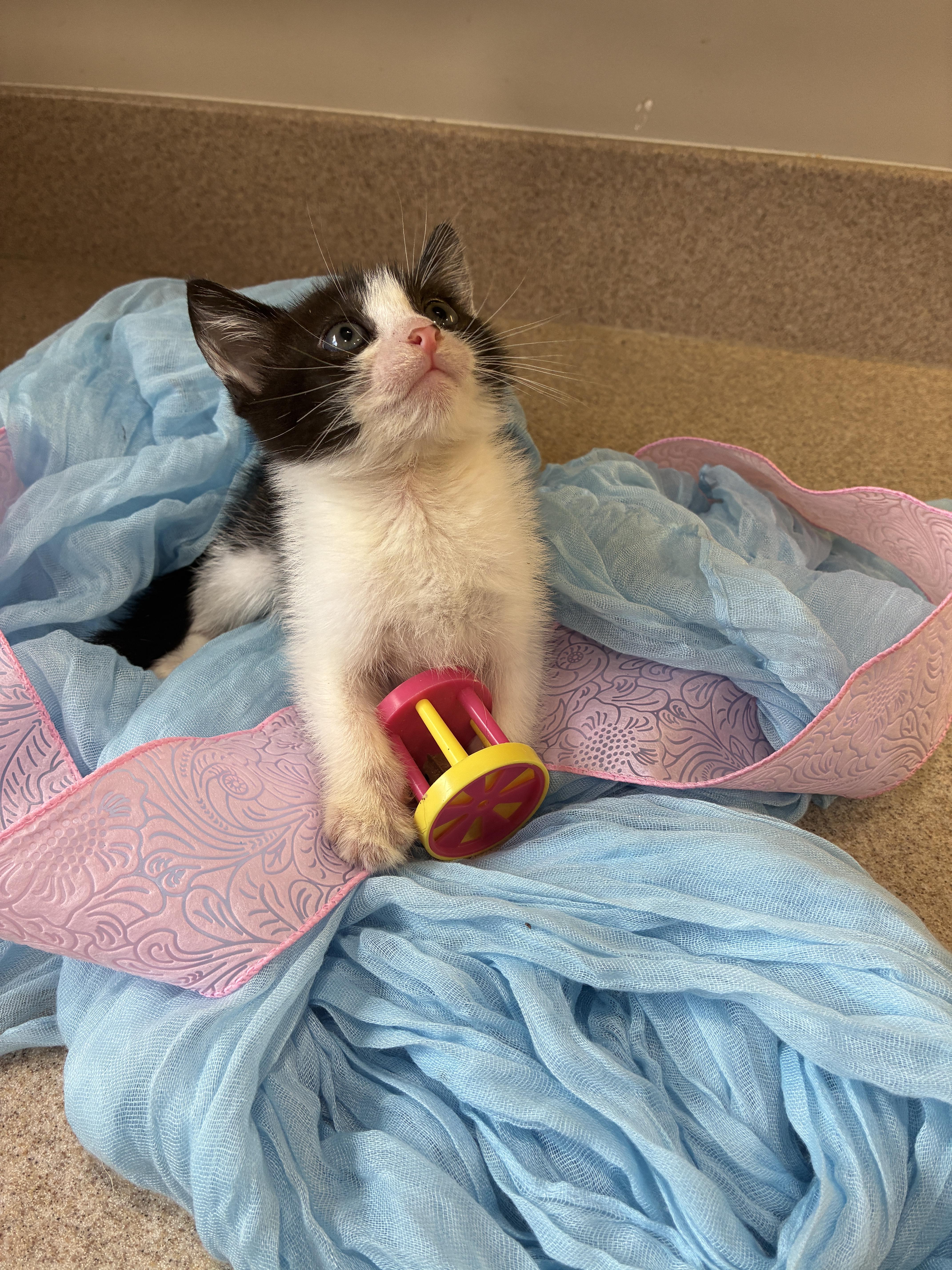 Pebbles, a Adoptable Domestic Short Hair in Honolulu, HI image 2/6