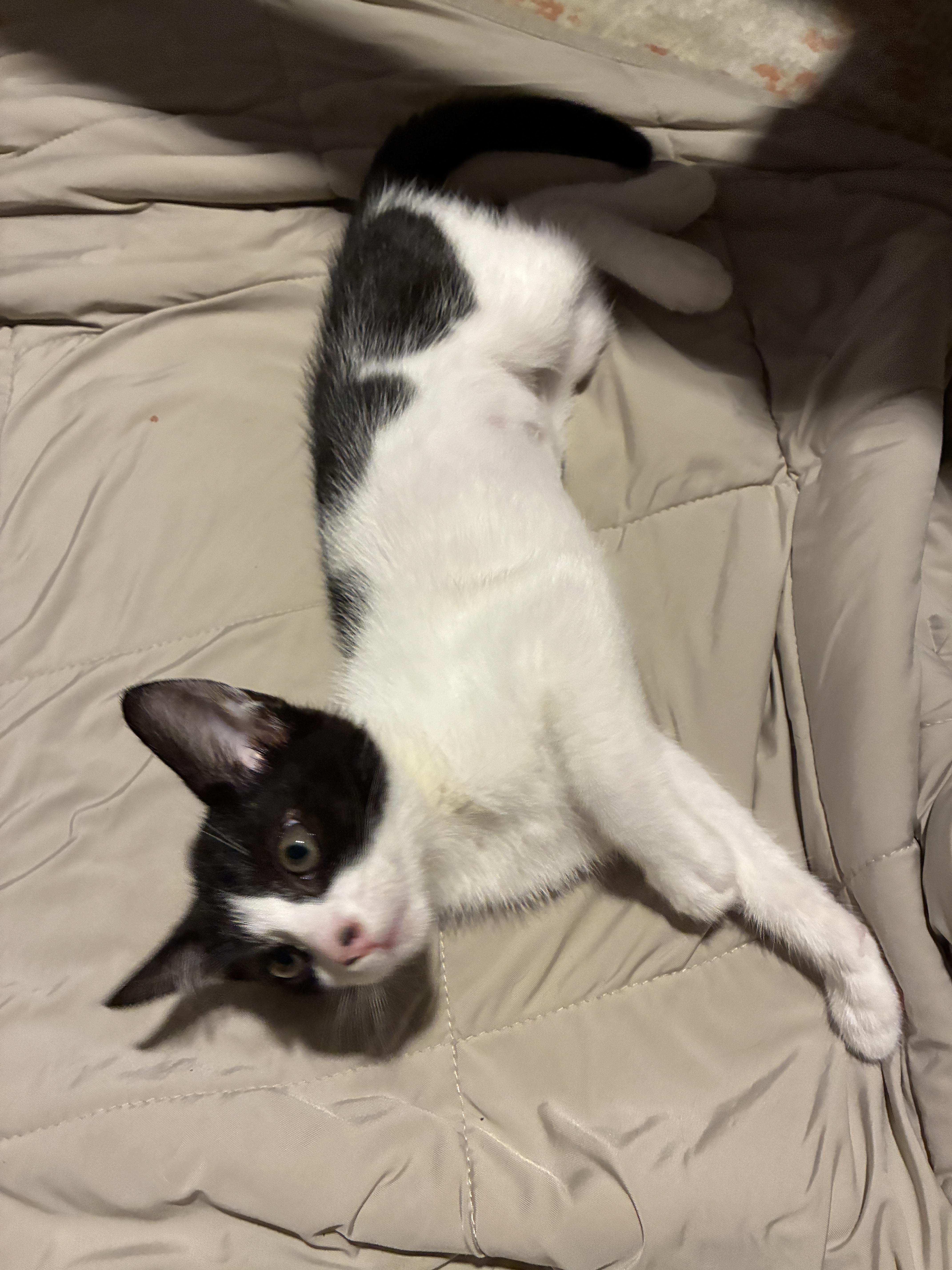 Pebbles, a Adoptable Domestic Short Hair in Honolulu, HI image 3/6