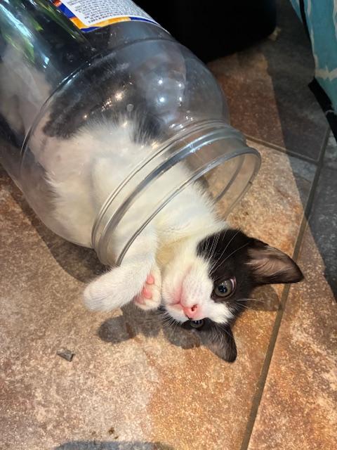 Pebbles, a Adoptable Domestic Short Hair in Honolulu, HI image 4/6