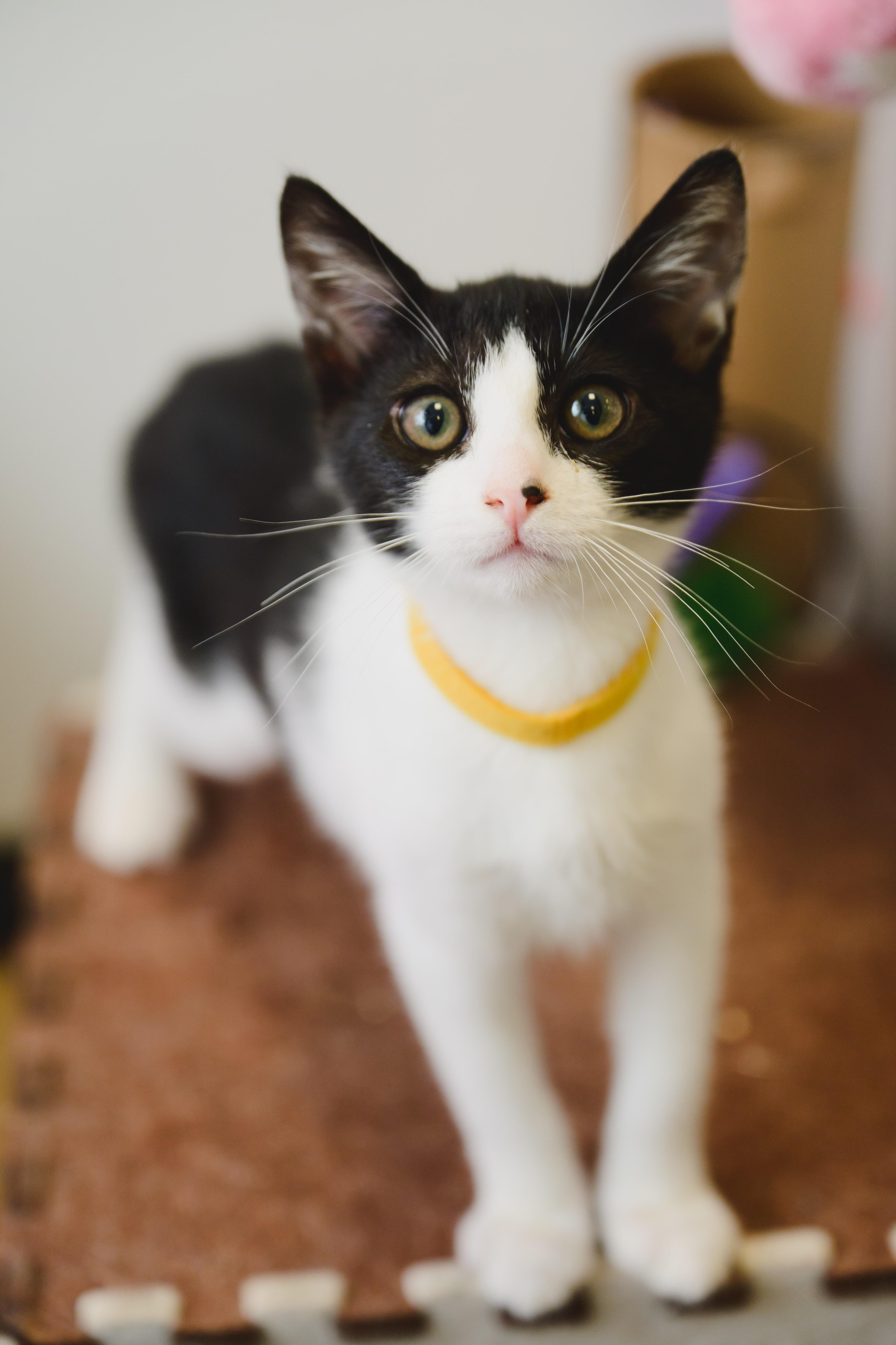 Pebbles, a Adoptable Domestic Short Hair in Honolulu, HI image 5/6