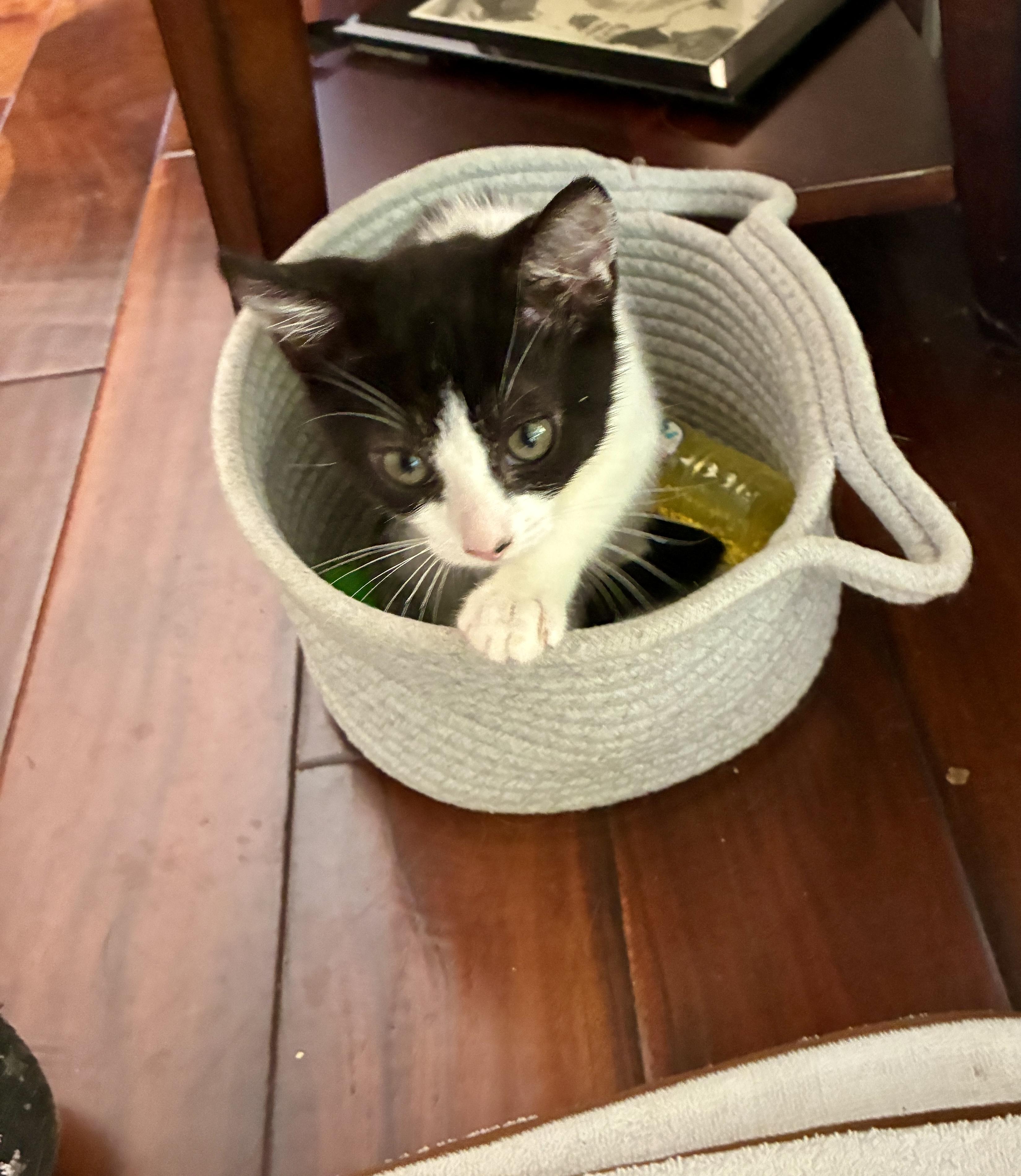 Pebbles, a Adoptable Domestic Short Hair in Honolulu, HI image 6/6