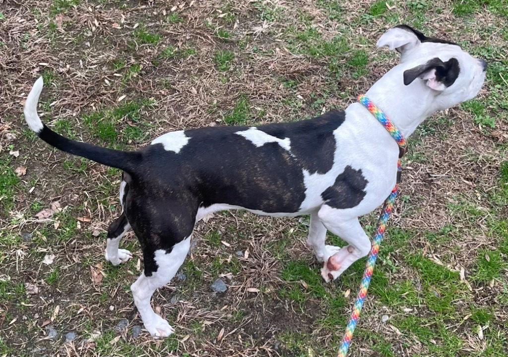 26-23 Ganache, Adoptable, Young Female Pit Bull Terrier.