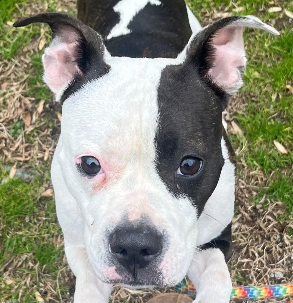 26-23 Ganache, a Adoptable Pit Bull Terrier in Tarboro, NC image 2/2