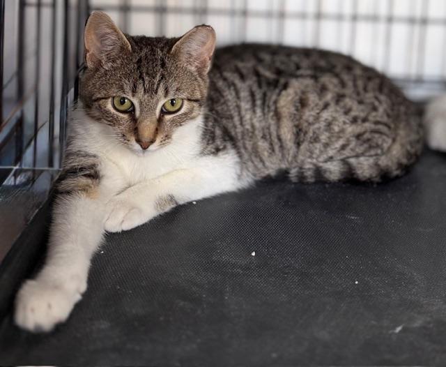 Enlarge Linkin, a ADOPTABLE American Shorthair in Mount Pleasant, SC image 1/2