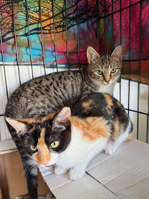 Enlarge Linkin, a ADOPTABLE American Shorthair in Mount Pleasant, SC image 2/2