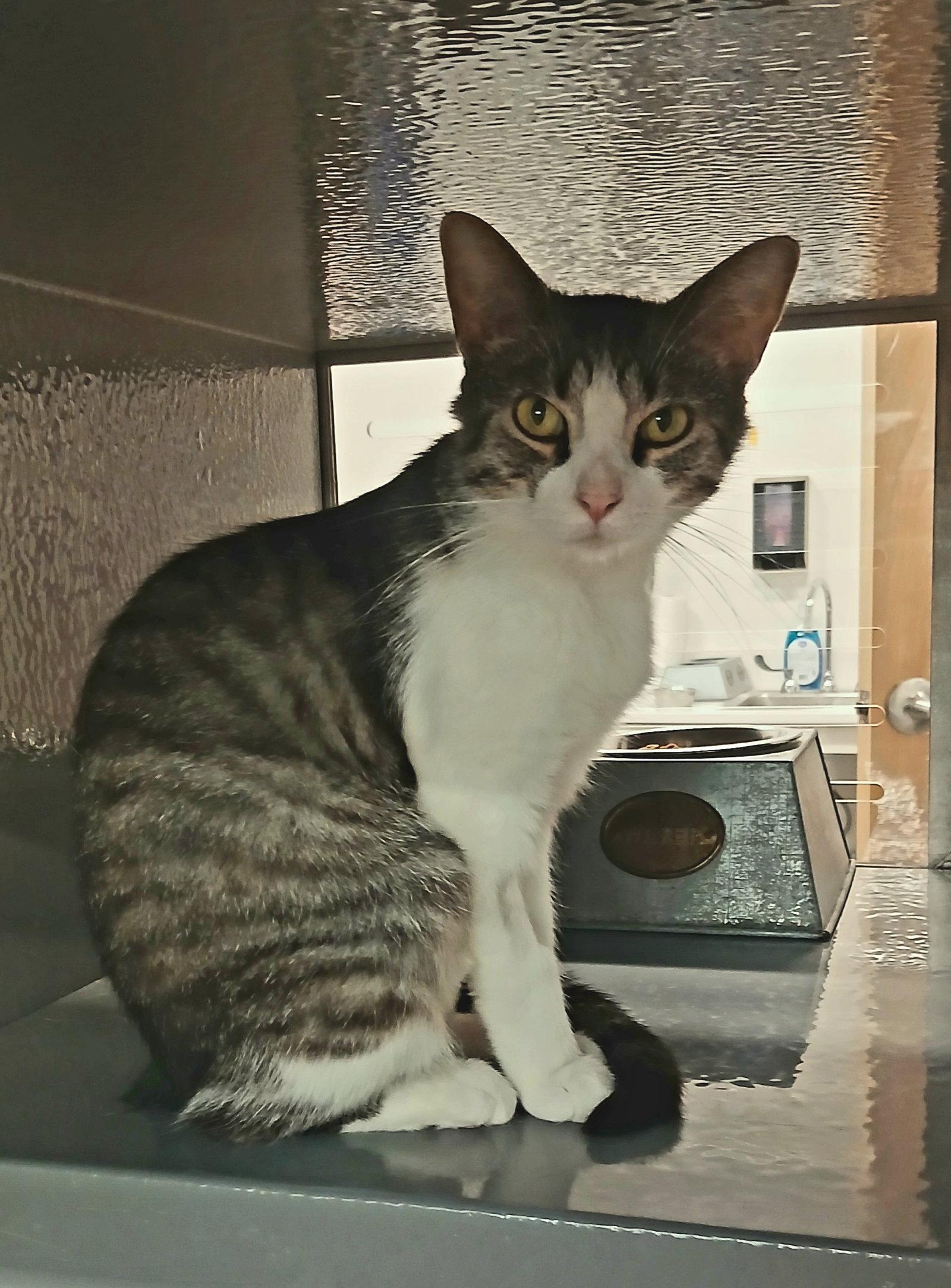 Periwinkle, Adoptable, Adult Female Tabby & Domestic Short Hair.