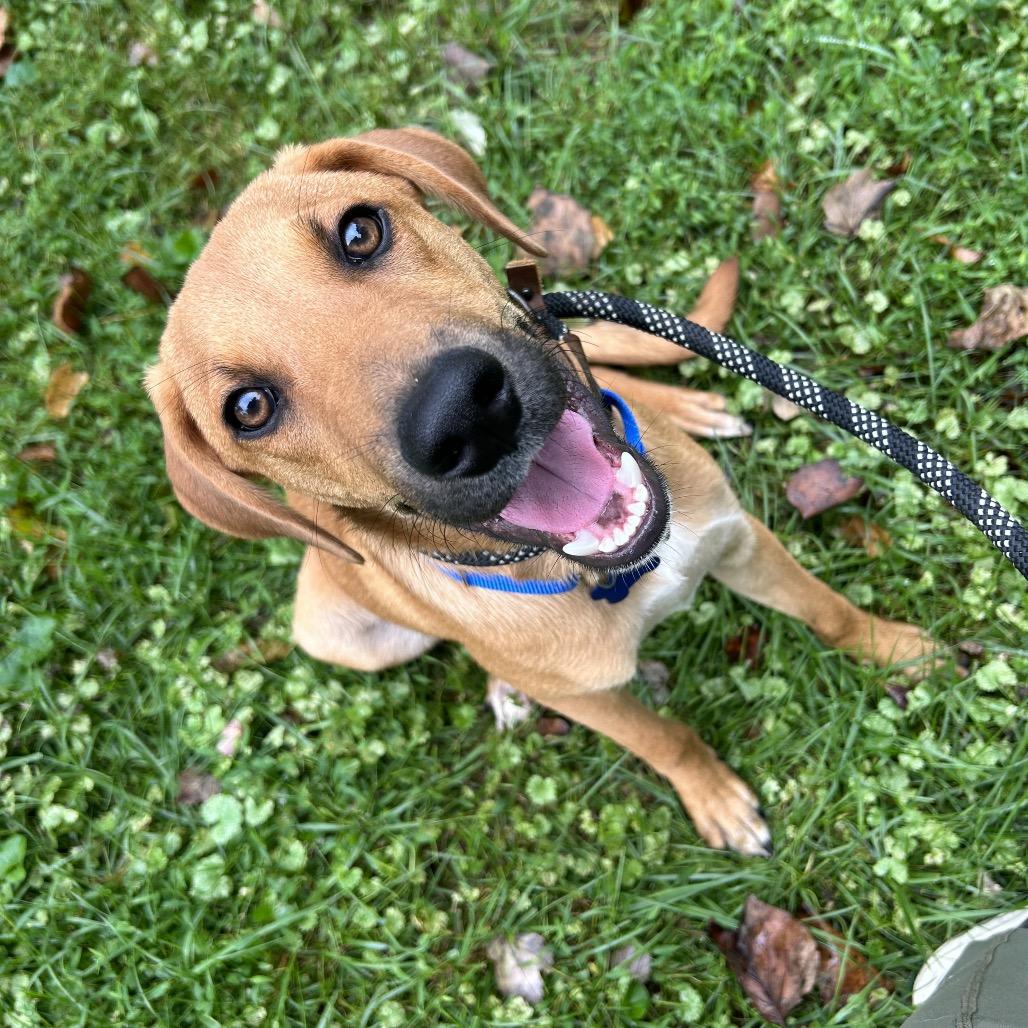 Mack, Adoptable, Young Male Shepherd & Labrador Retriever.