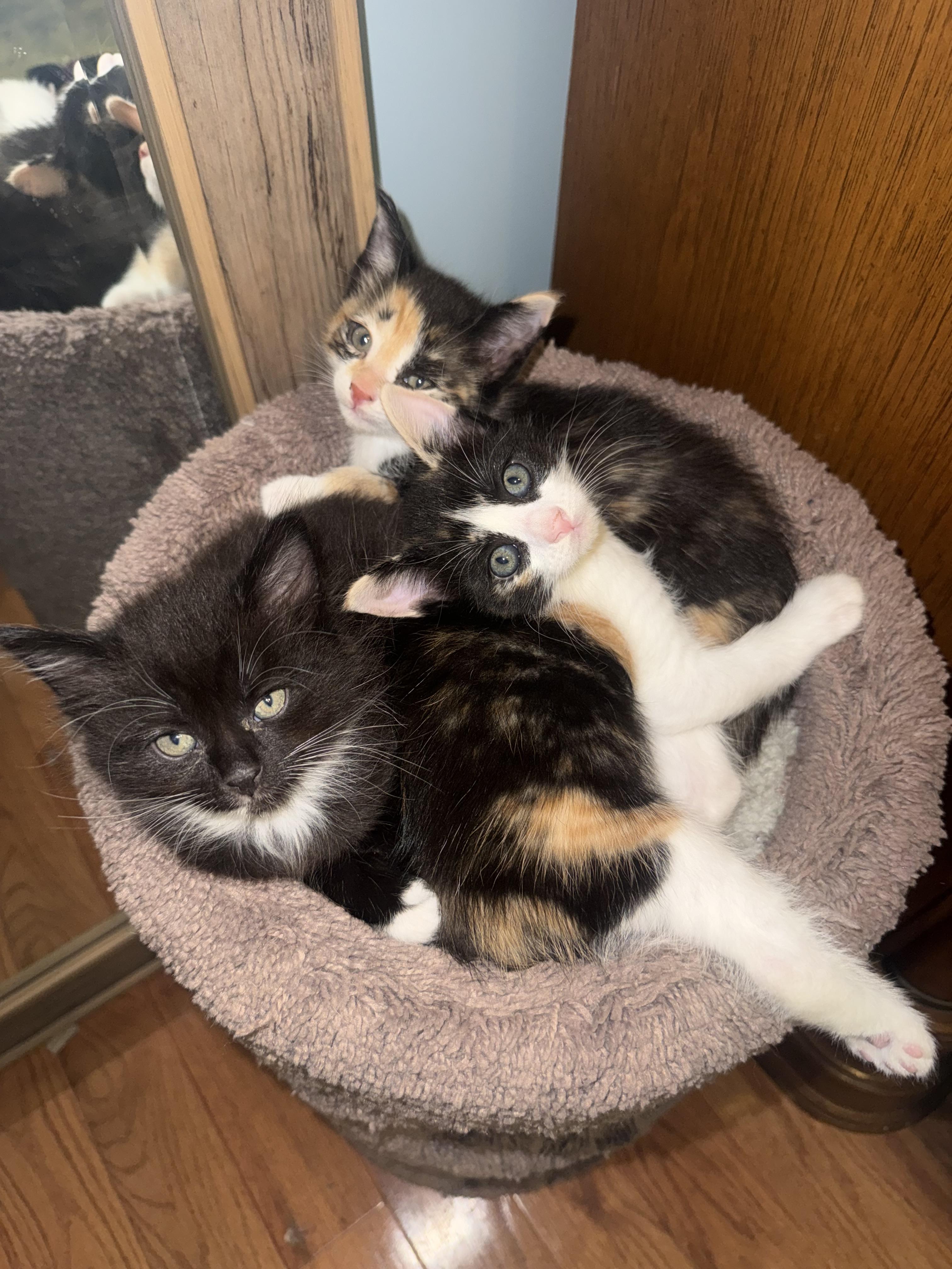 TULIP, a ADOPTABLE American Shorthair in Sturbridge, MA image 2/6