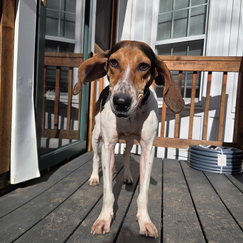 Tricia, Adoptable, Adult Female Hound & Mixed Breed.