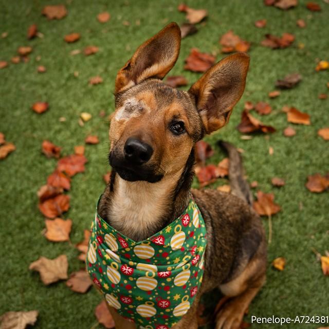 PENELOPE, Adoptable, Young Female German Shepherd Dog.