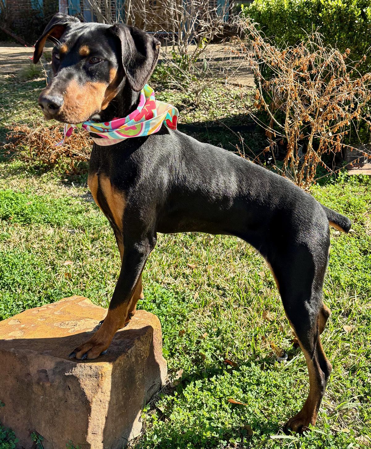 PIPER - WHAT A GORGEOUS GIRL!