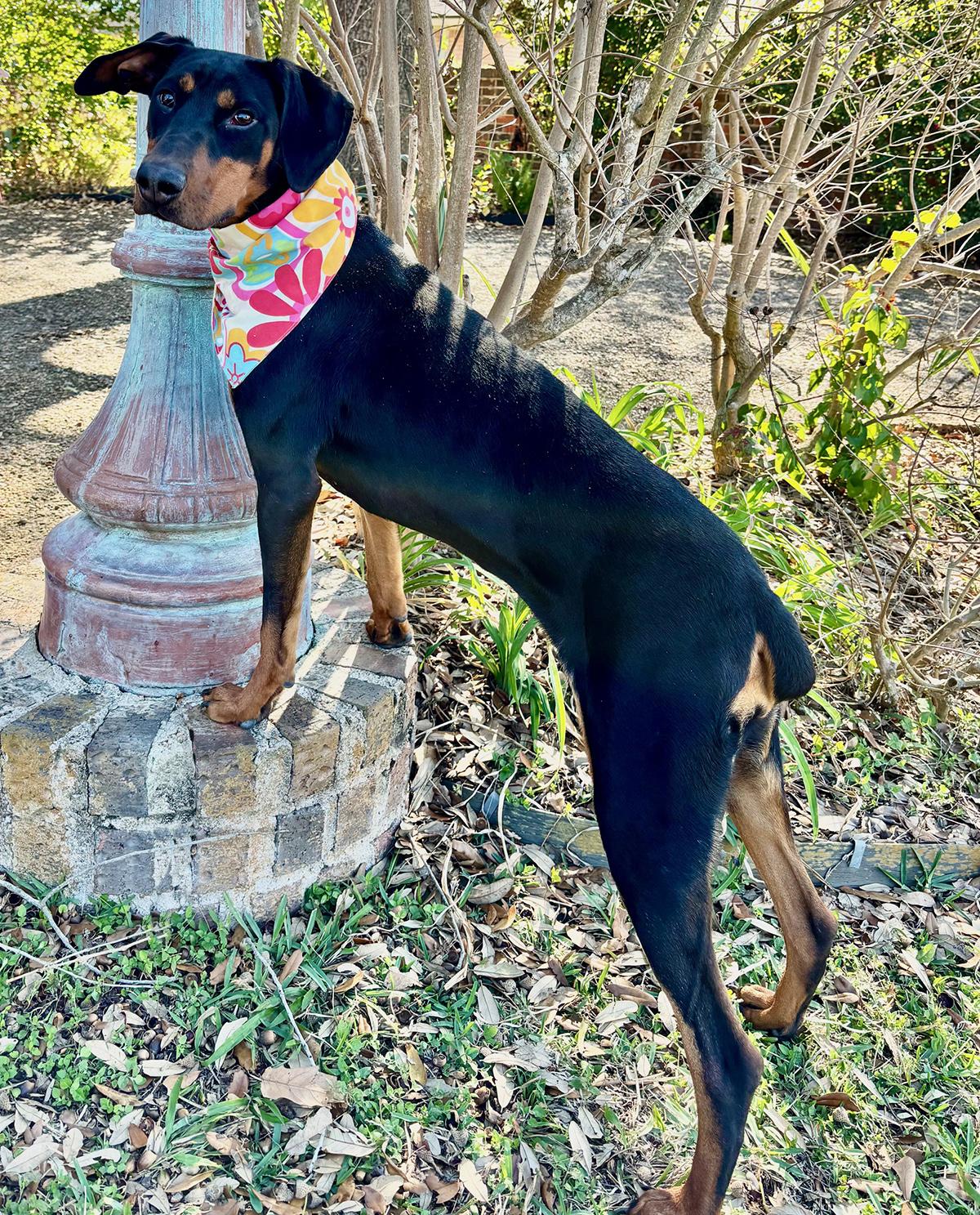 PIPER - WHAT A GORGEOUS GIRL! — thumbnail 4