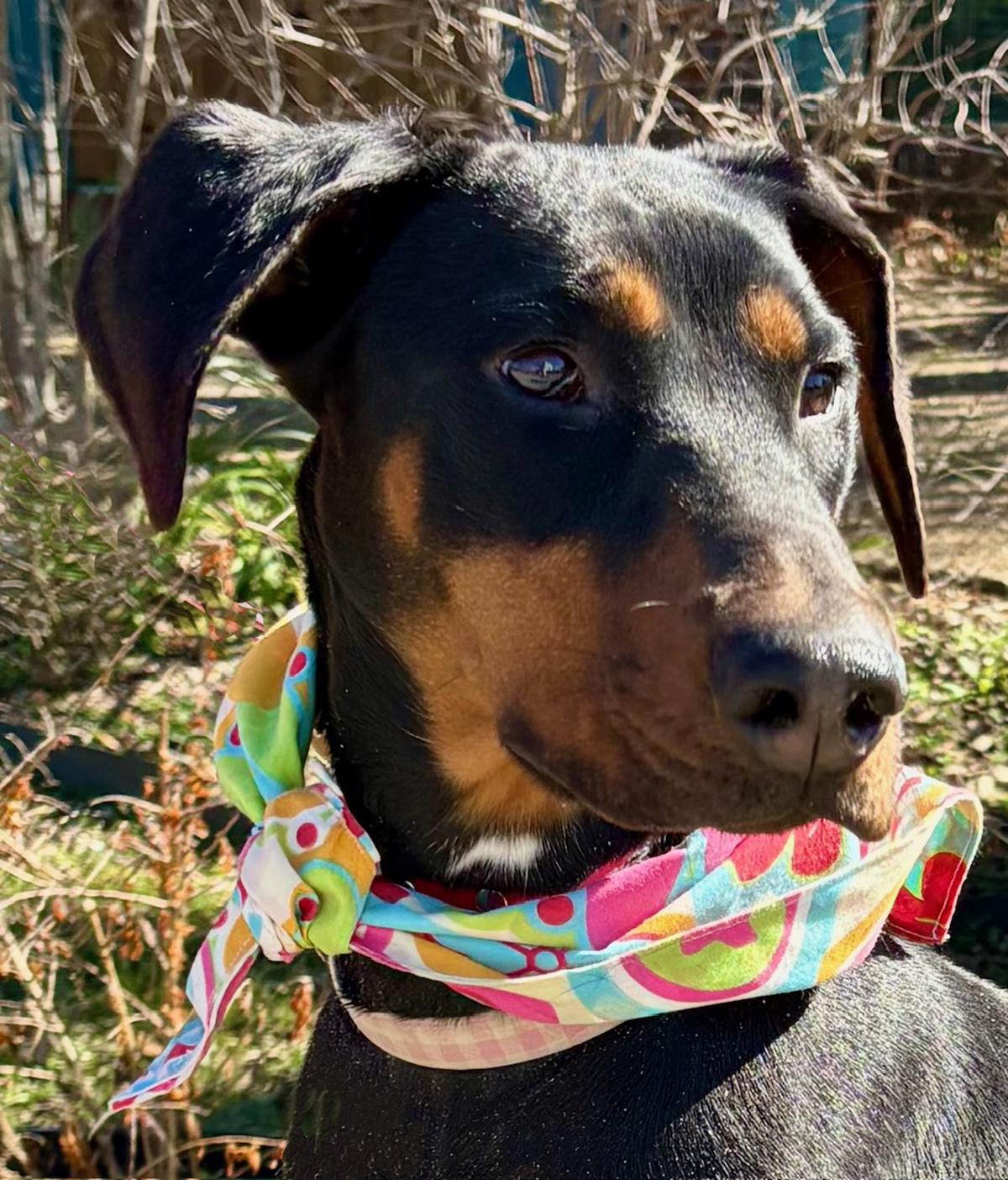 PIPER - WHAT A GORGEOUS GIRL! — thumbnail 6