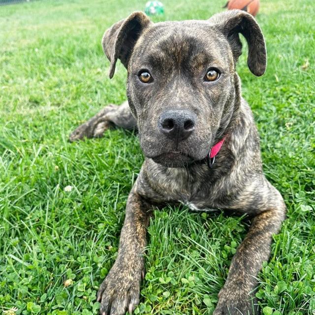 Enlarge STACY, a Adoptable Pit Bull Terrier in Auburn, CA image 1/1