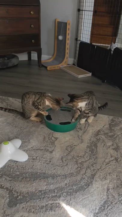 Enlarge Ronald-10/07/26, a Adopted Tabby in Lambertville, NJ video 2/2