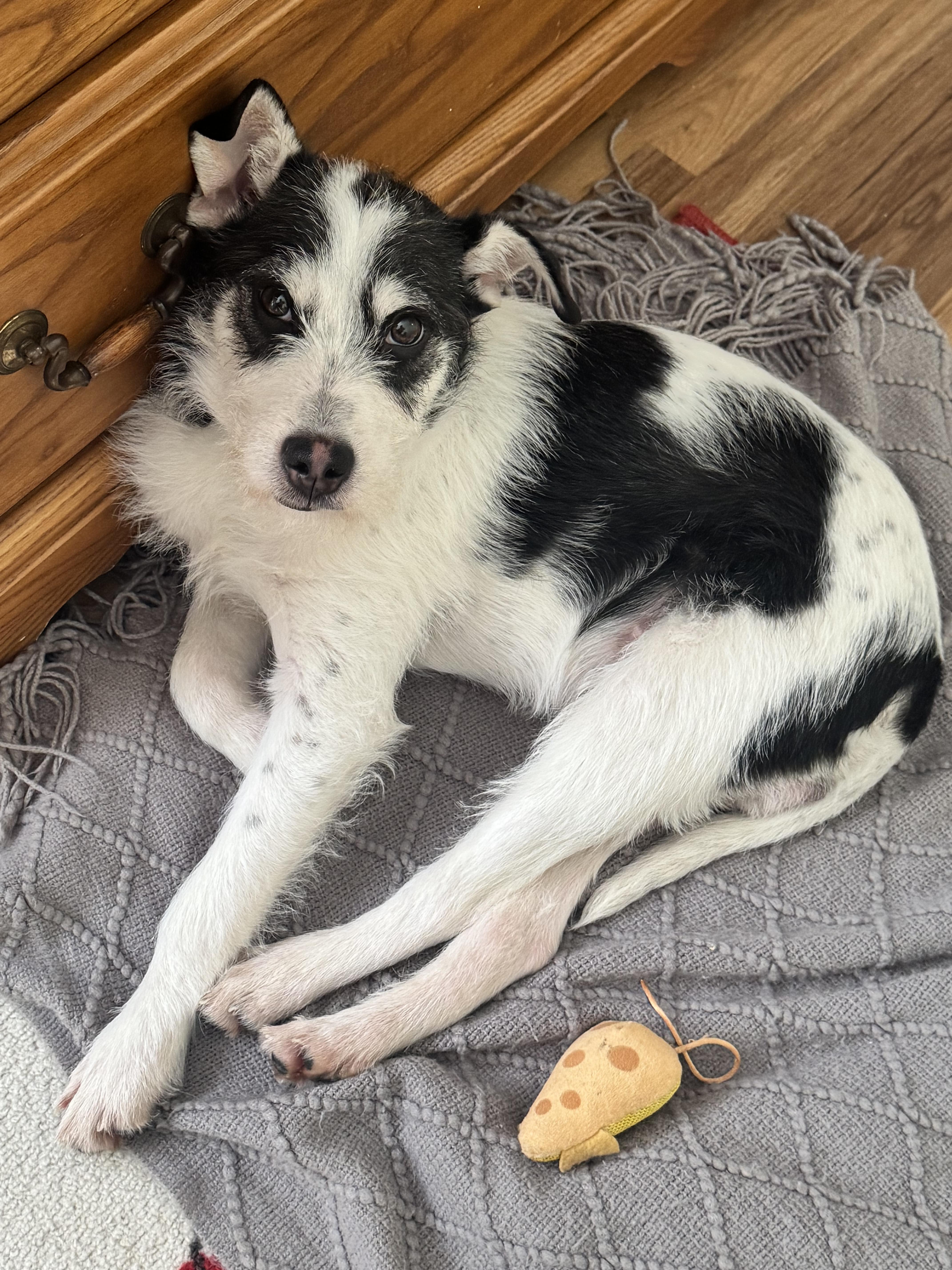 Spot, an adopted mixed breed in Clay City, KY image 5/5