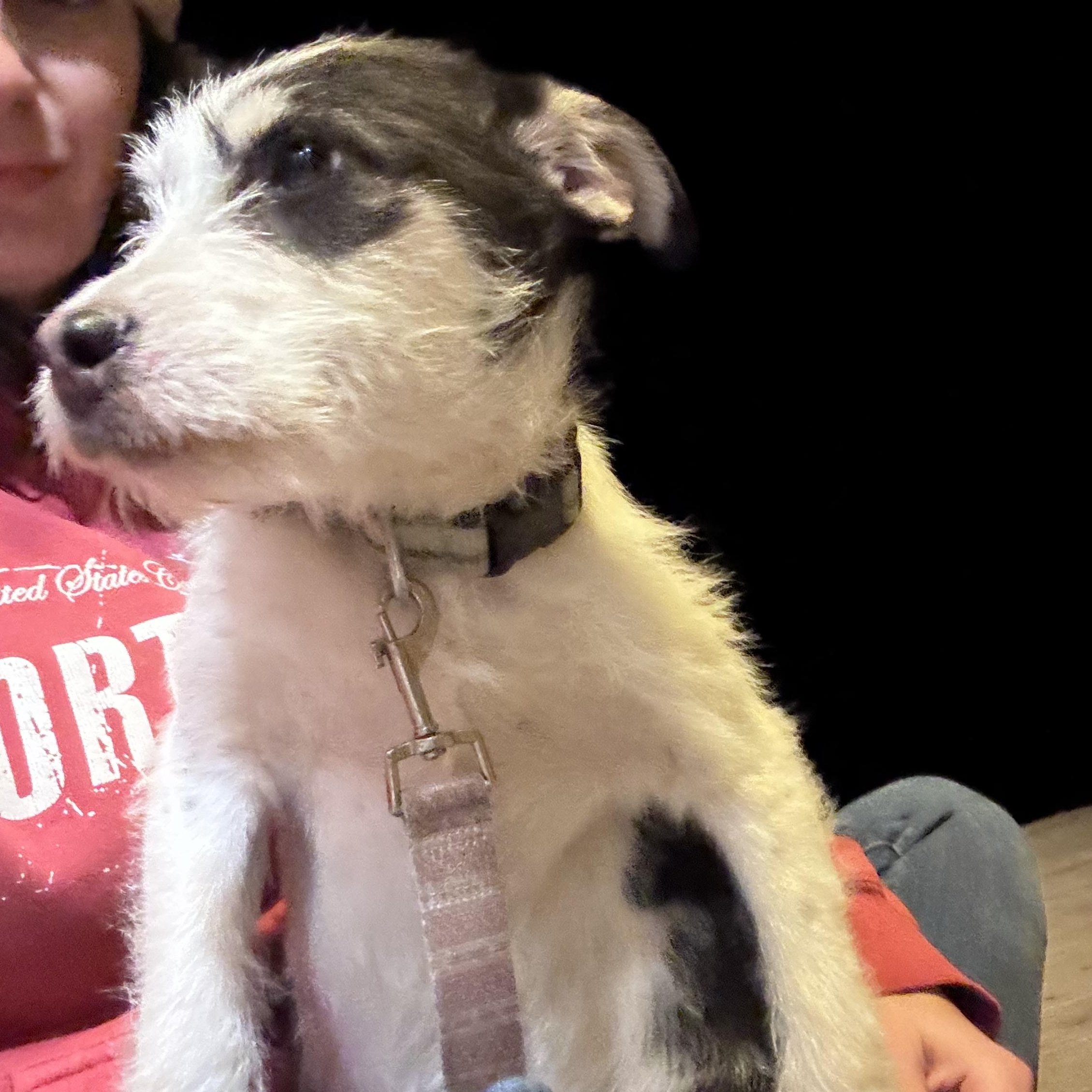 Spot, an adopted mixed breed in Clay City, KY image 1/5