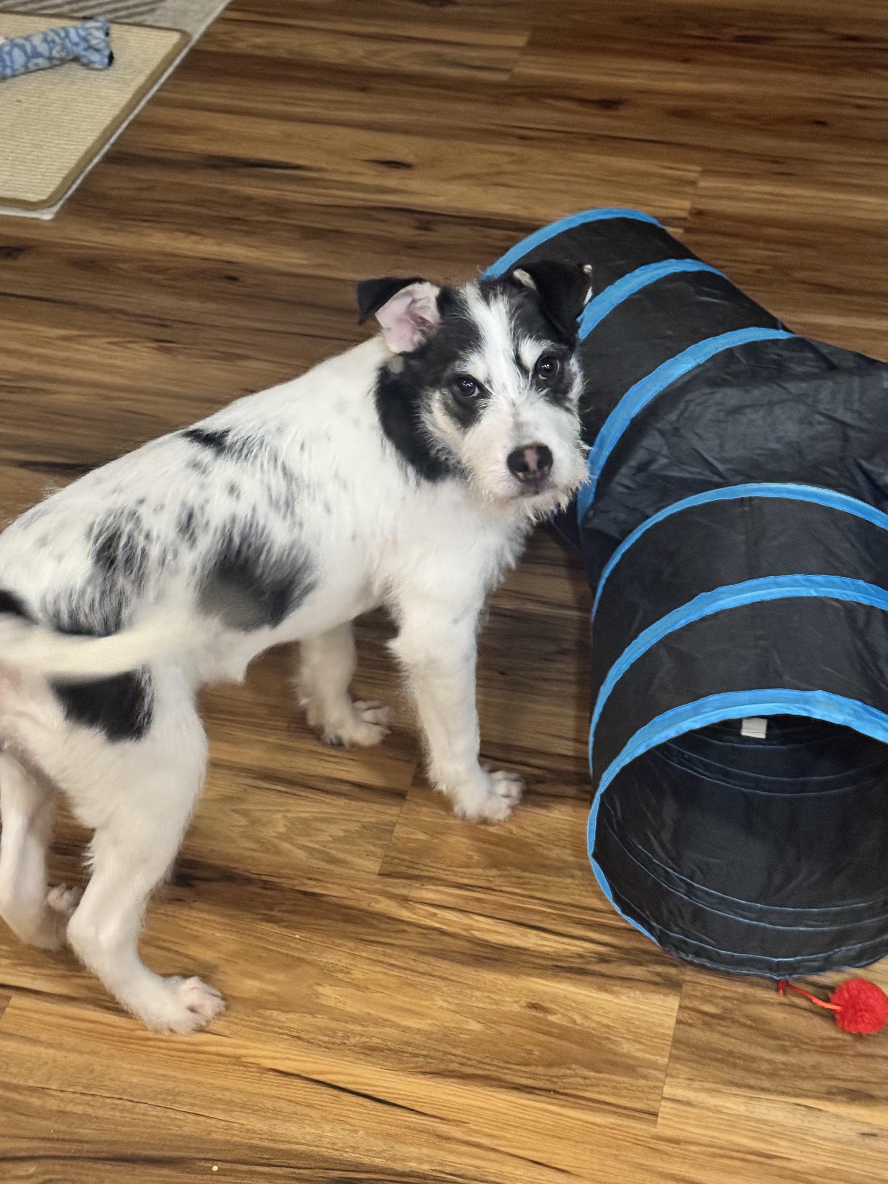 Spot, an adopted mixed breed in Clay City, KY image 2/5