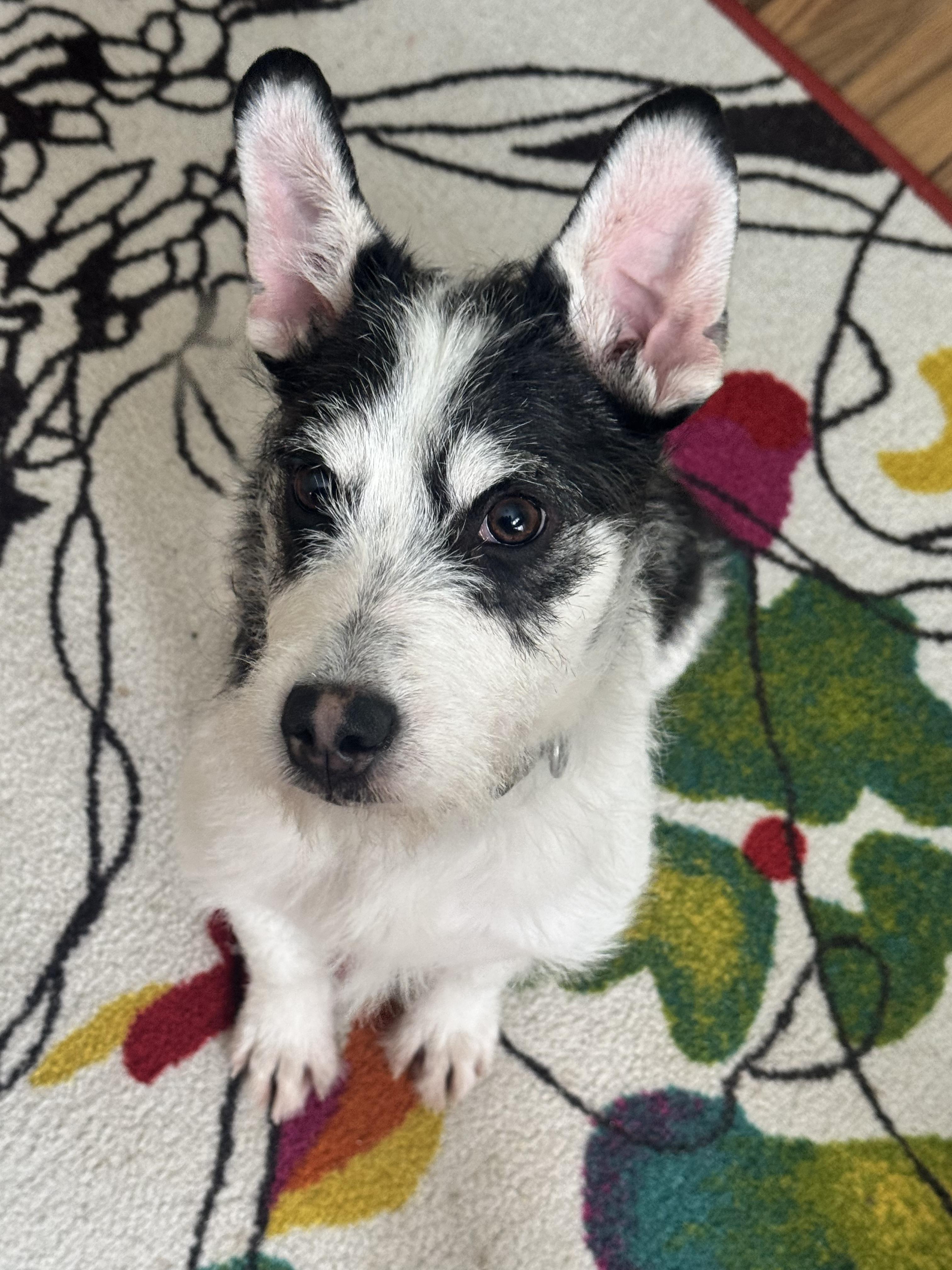 Spot, an adopted mixed breed in Clay City, KY image 4/5