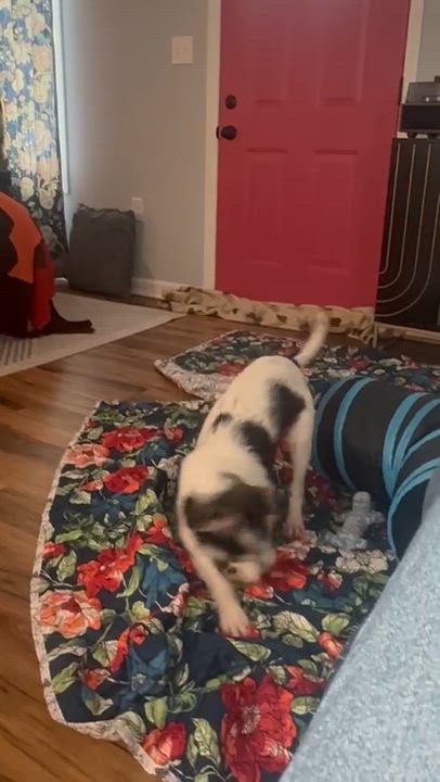 Enlarge Spot, an adopted mixed breed in Clay City, KY video 3/5