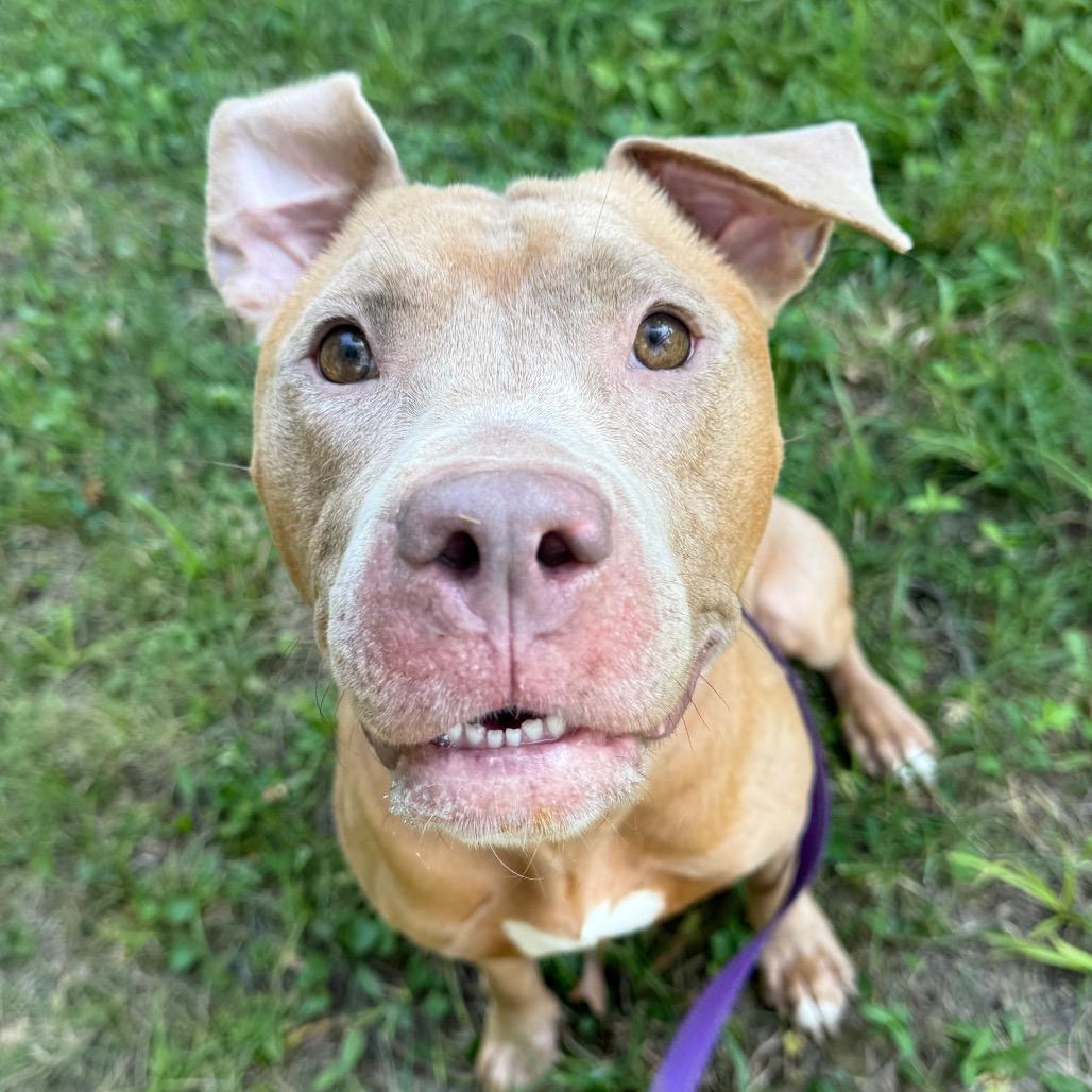 Gorgeous Mama, a Adoptable mixed breed in Spring Hill, KS image 1/6