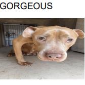 Gorgeous Mama — thumbnail 2