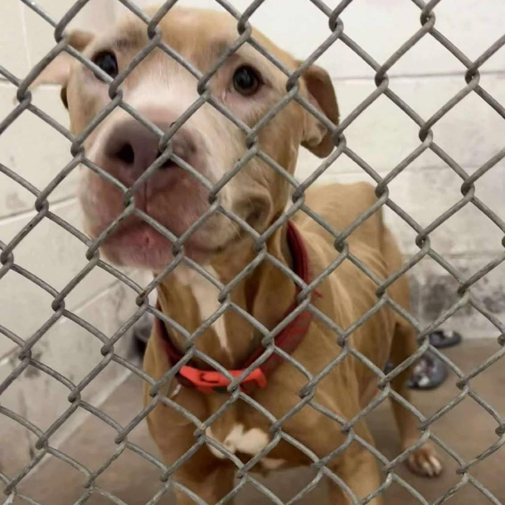 Gorgeous Mama, a Adoptable mixed breed in Spring Hill, KS image 3/6