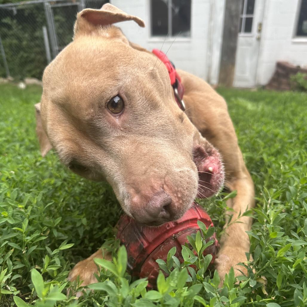 Gorgeous Mama, a Adoptable mixed breed in Spring Hill, KS image 4/6