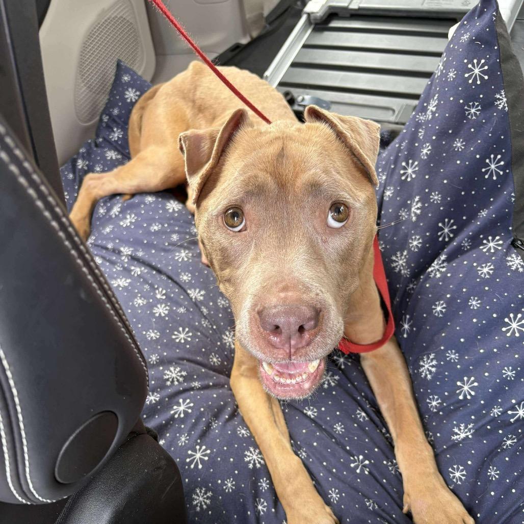 Gorgeous Mama, a Adoptable mixed breed in Spring Hill, KS image 5/6