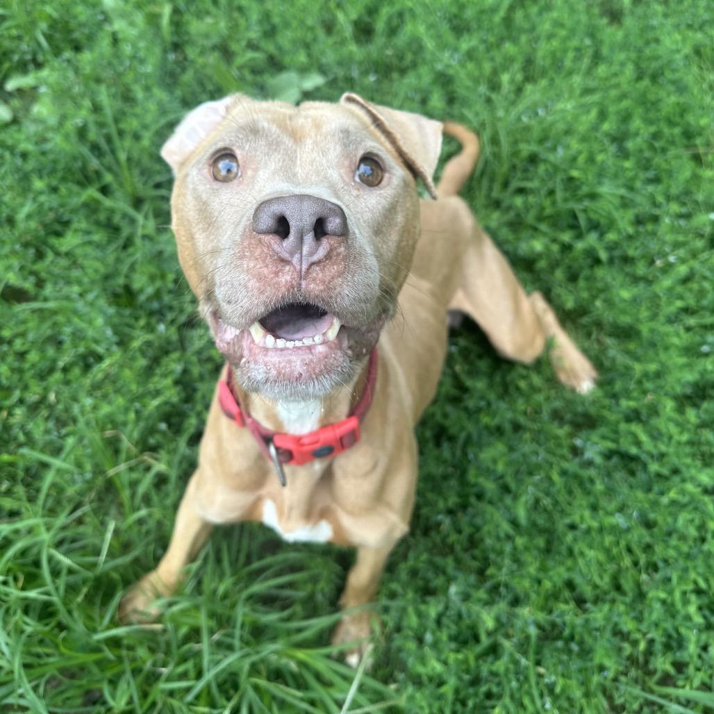 Gorgeous Mama, a Adoptable mixed breed in Spring Hill, KS image 6/6