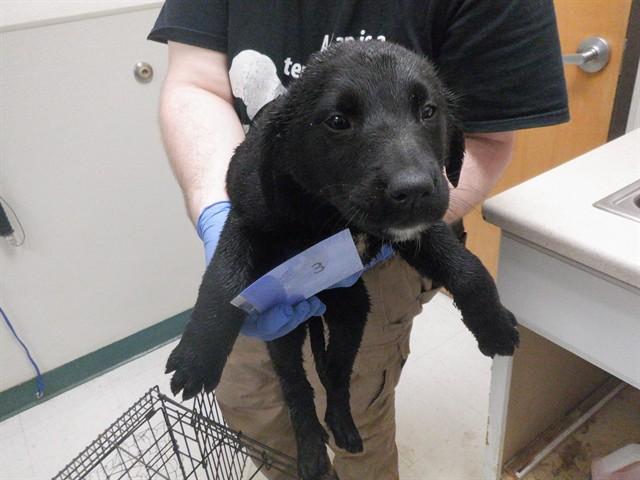 Enlarge TULIP, a Adoptable mixed breed in Oroville, CA image 1/1