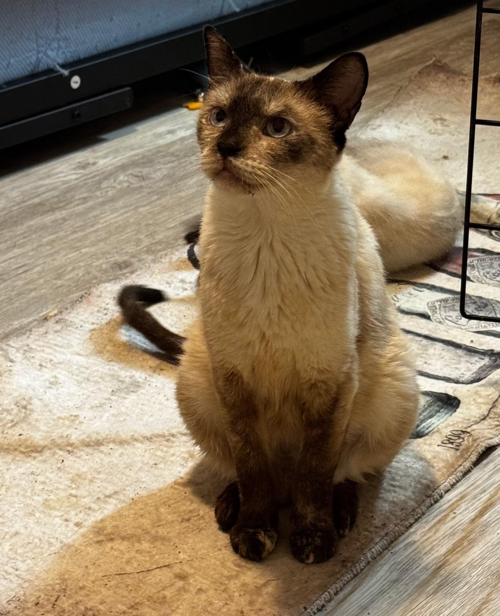 Almond, an adopted Siamese in Lawrenceville, GA image 3/4