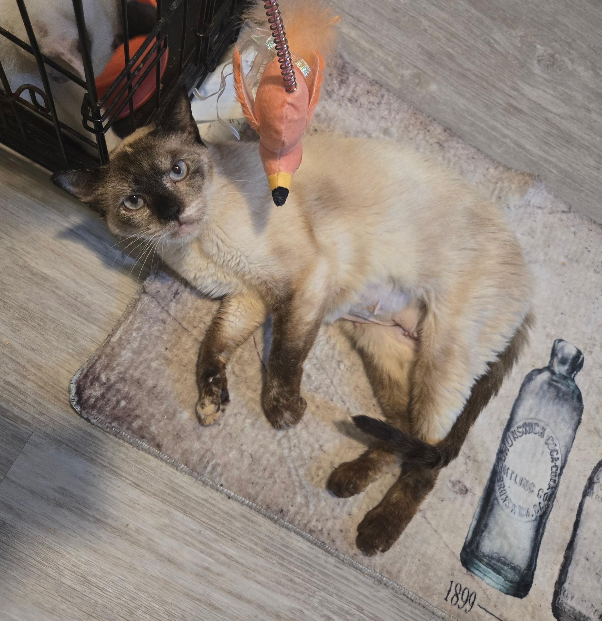 Almond, an adopted Siamese in Lawrenceville, GA image 4/4