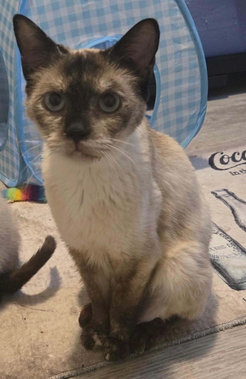 Almond, adopted, Adult Female Siamese.