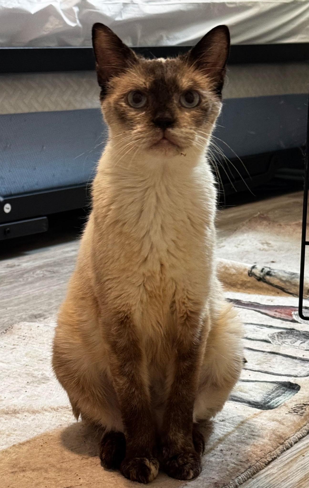 Almond, an adopted Siamese in Lawrenceville, GA image 2/4