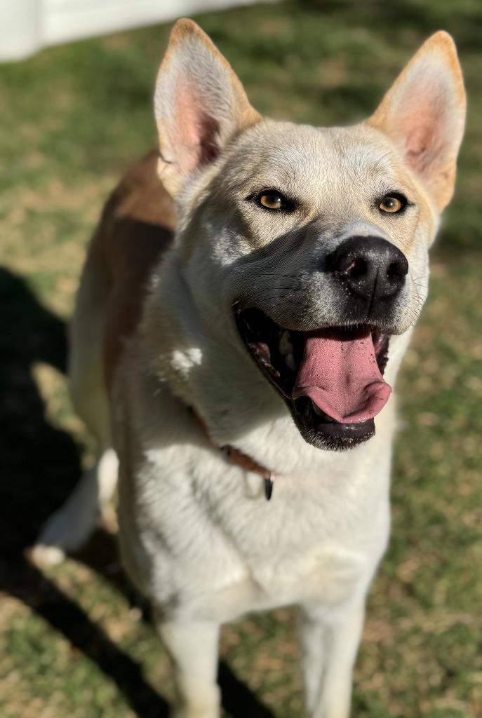 Enlarge Mercury, a Adoptable Husky in Great Bend, KS image 1/5