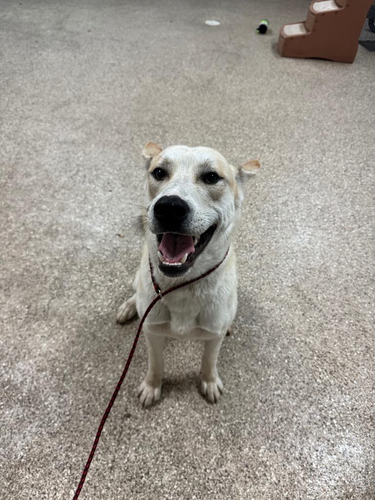 Enlarge Mercury, a Adoptable Husky in Great Bend, KS image 2/5