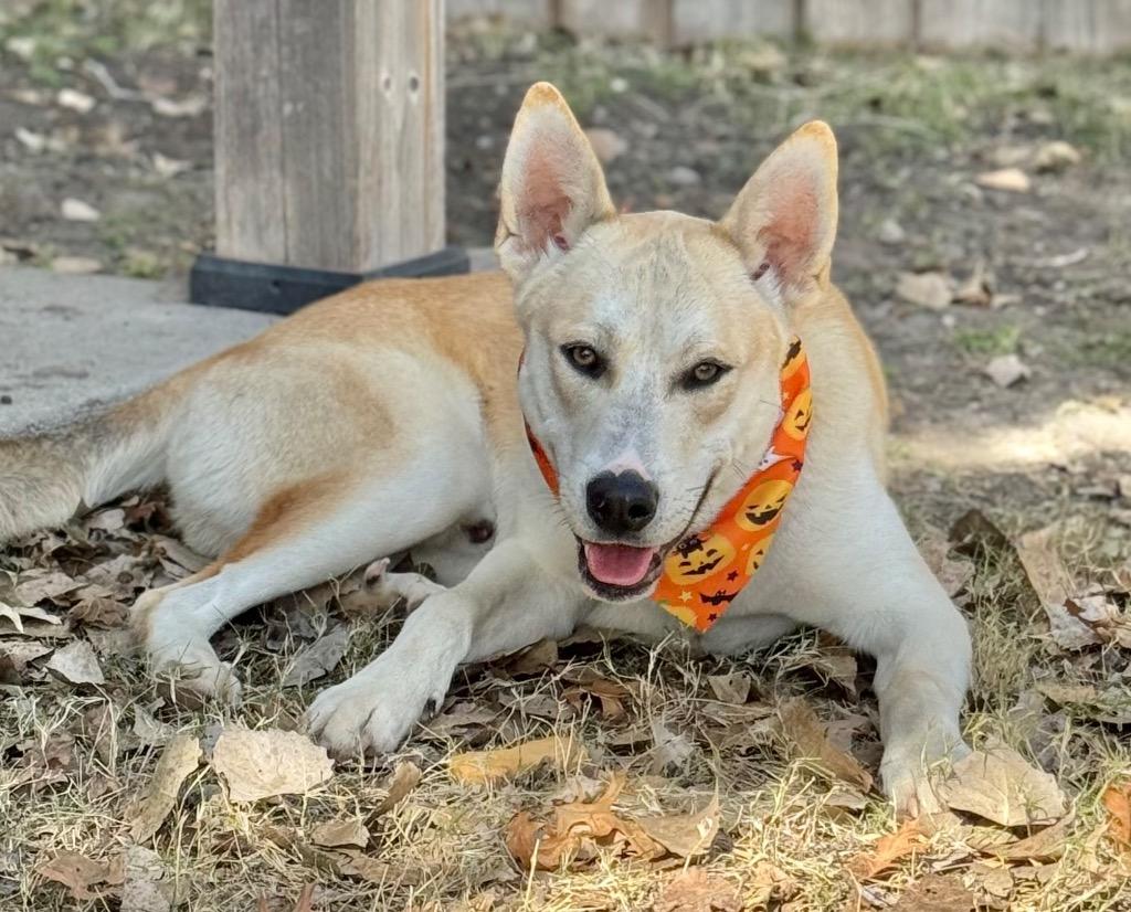 Enlarge Mercury, a Adoptable Husky in Great Bend, KS image 4/5