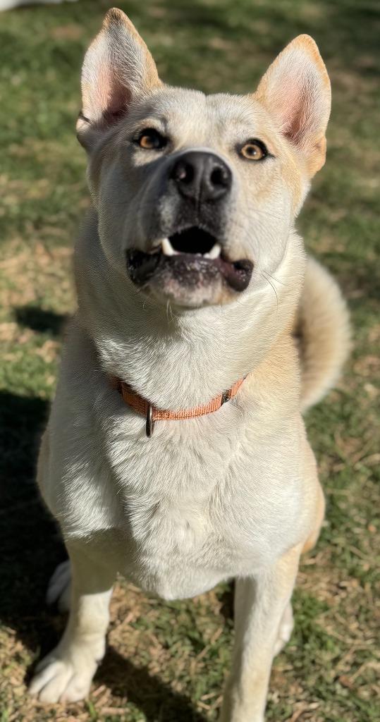 Enlarge Mercury, a Adoptable Husky in Great Bend, KS image 5/5