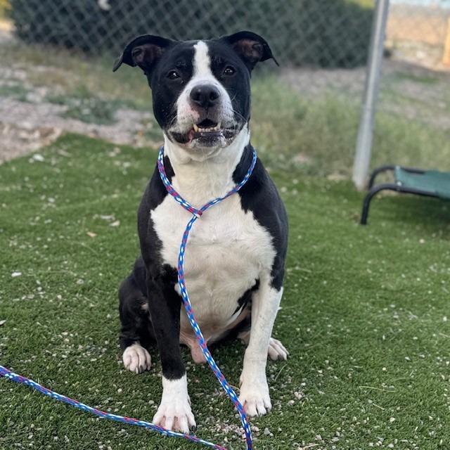 Panda, Adoptable, Senior Male Pit Bull Terrier.