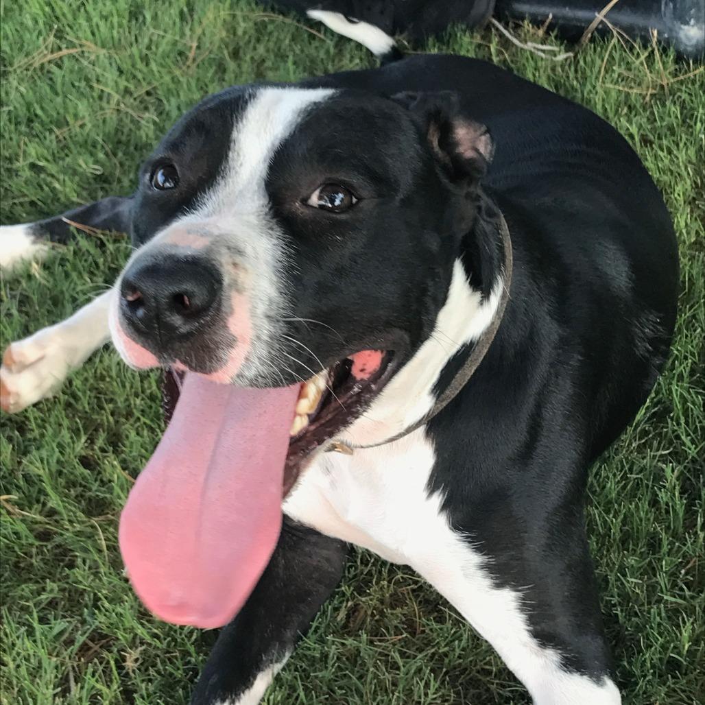 Panda, Adoptable, Senior Male Pit Bull Terrier.