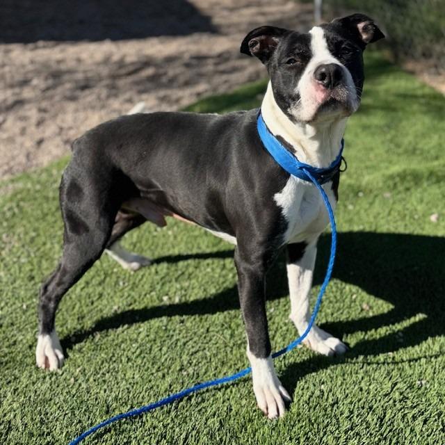 Enlarge Panda, a Adoptable mixed breed in Bullhead City, AZ image 2/5