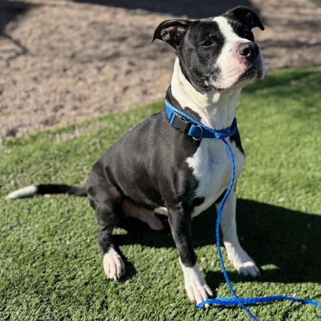 Enlarge Panda, a Adoptable mixed breed in Bullhead City, AZ image 3/5