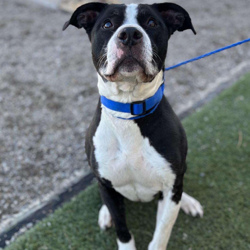 Enlarge Panda, a Adoptable mixed breed in Bullhead City, AZ image 5/5