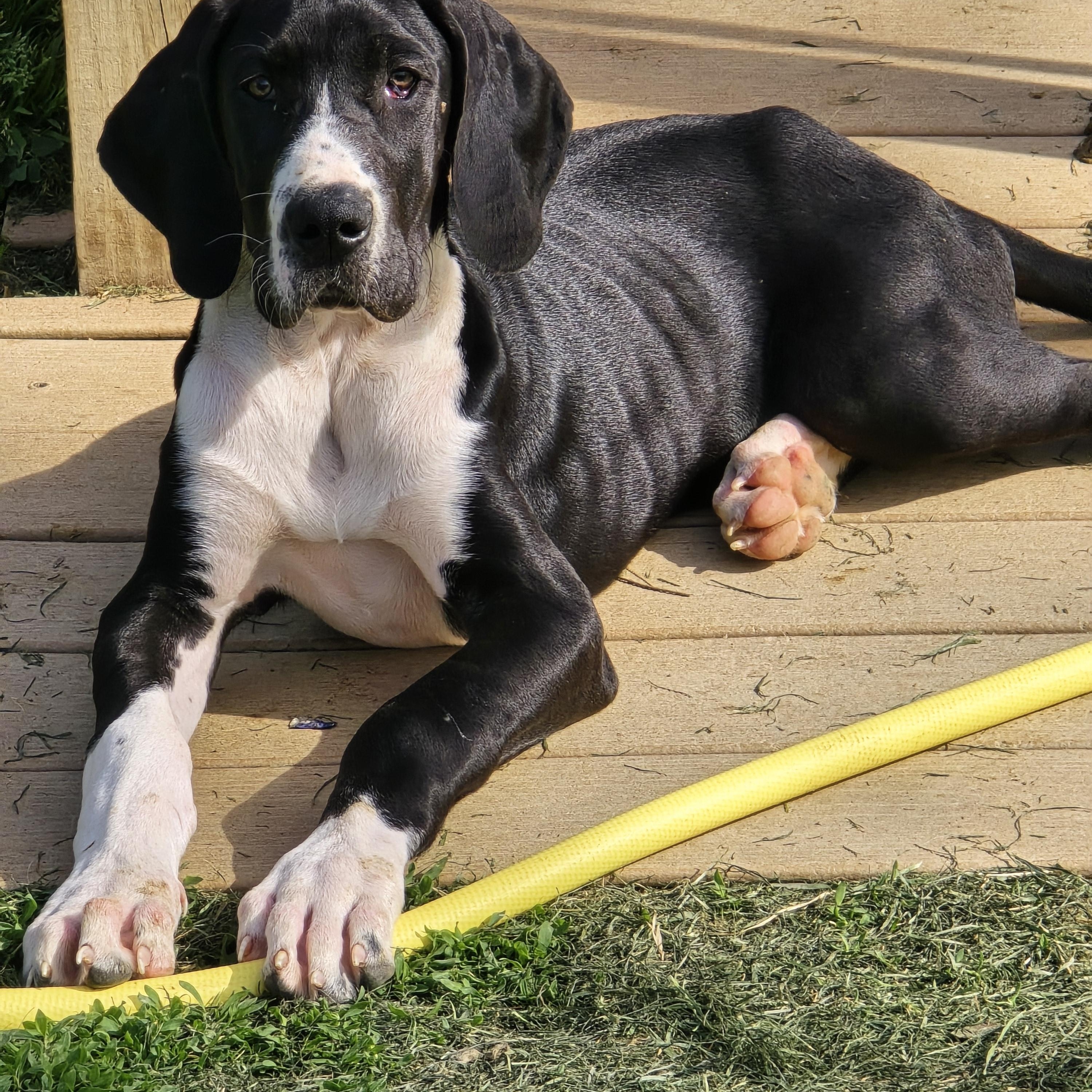 Thor, adopted, Puppy Male Great Dane.
