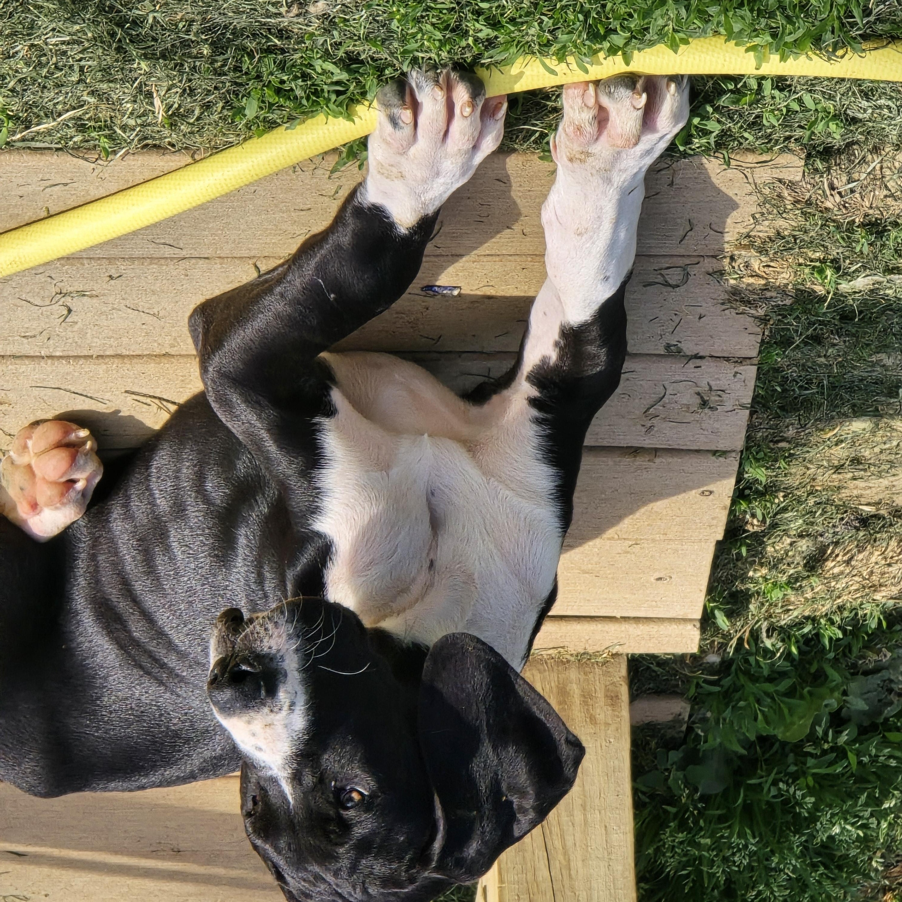 Enlarge Thor, an adopted Great Dane in Zaleski, OH image 2/2