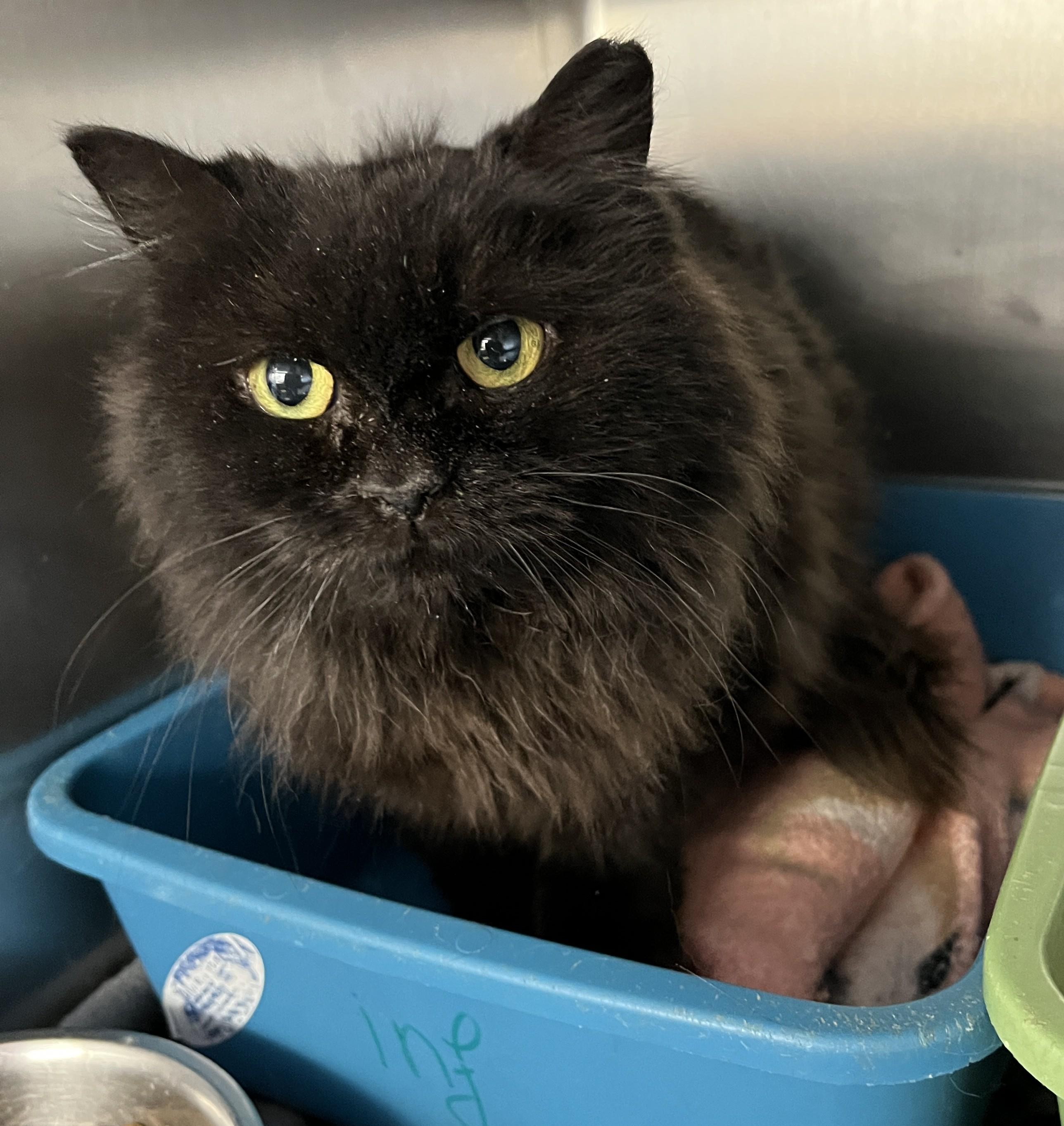 Enlarge ESMÉE (CR/SC), a Adoptable Domestic Long Hair in Sainte-Angele-de-Monnoir, QC image 1/6