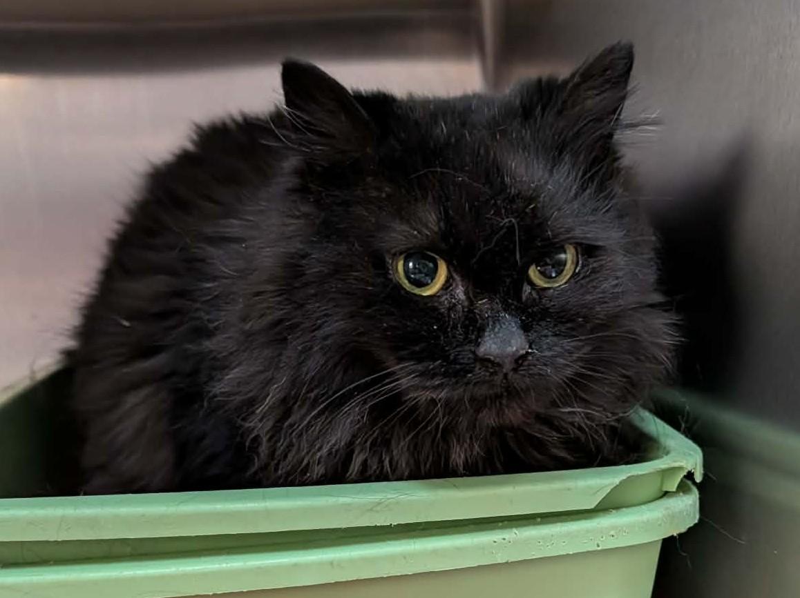 Enlarge ESMÉE (CR/SC), a Adoptable Domestic Long Hair in Sainte-Angele-de-Monnoir, QC image 5/6